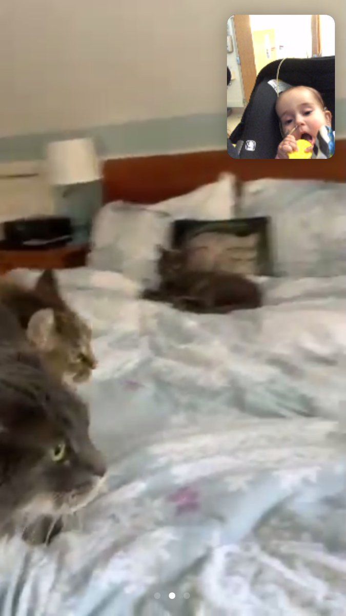 oh my god twitter doesn’t include alt text from images in their API