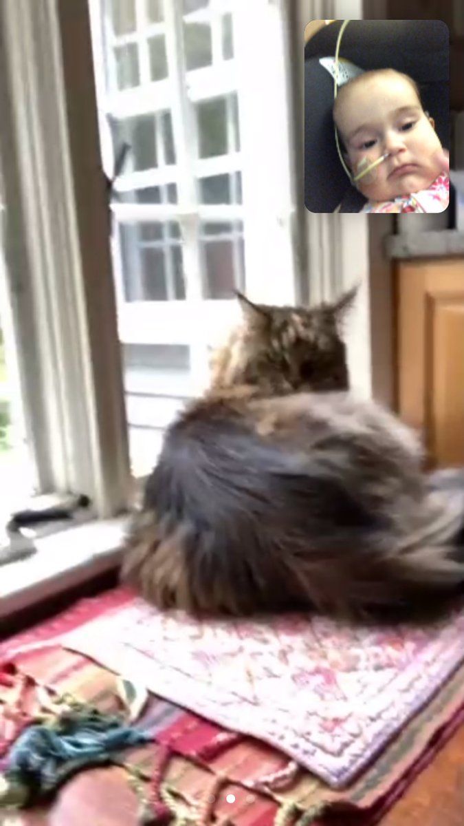 oh my god twitter doesn’t include alt text from images in their API